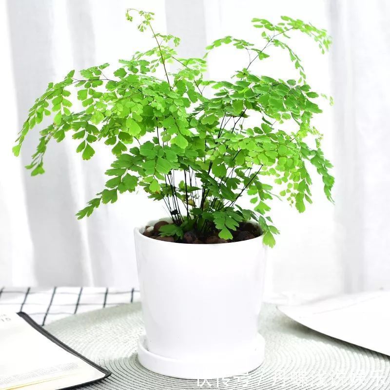 有害气体|要想身体健康长寿,家庭必备的几种植物!