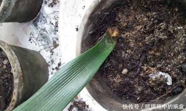 君子兰不花钱就能养仅用这“1妙招”，30天出一盆，赶紧看看！