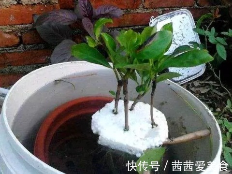 叶片|这4种花，剪个枝插水里，10天就生根，特别好养活！