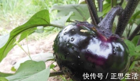 茄条|茄子和它是天生一对,一周吃一次,可以健胃补肾,气色更好了!