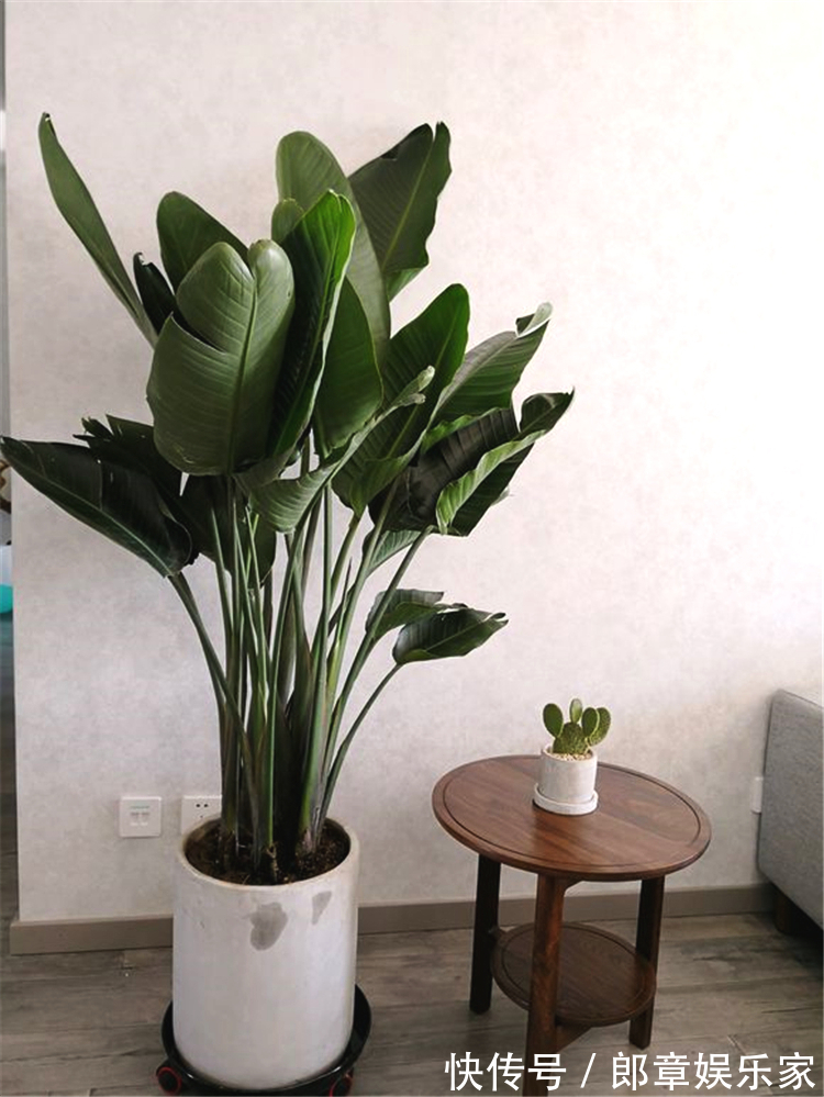 4种“吉利花”,养在客厅最合适,漂亮大气,吉利又顺当