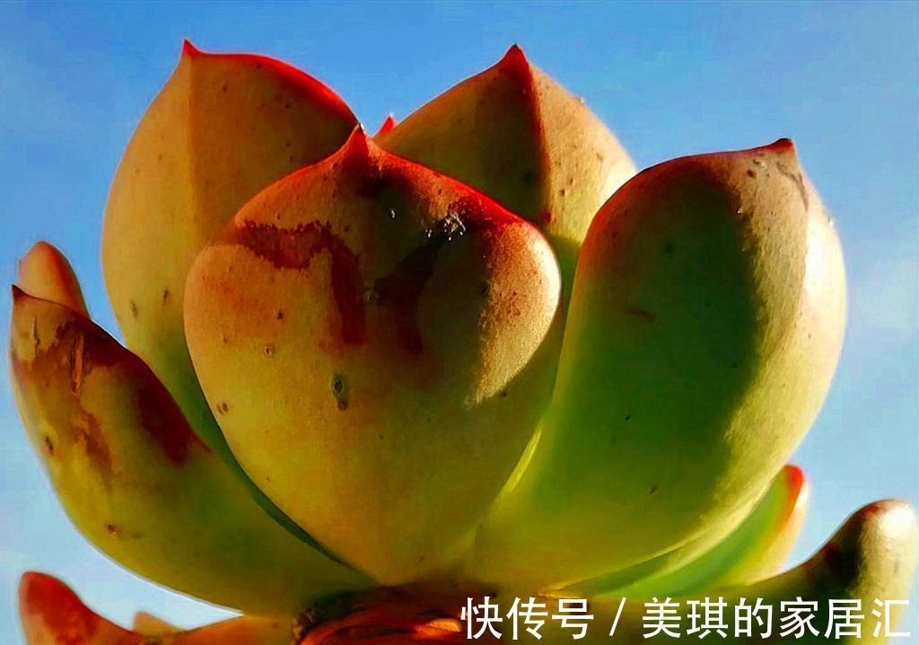 这些第三眼多肉,勉强买回家,出状态后却让人感到惊喜