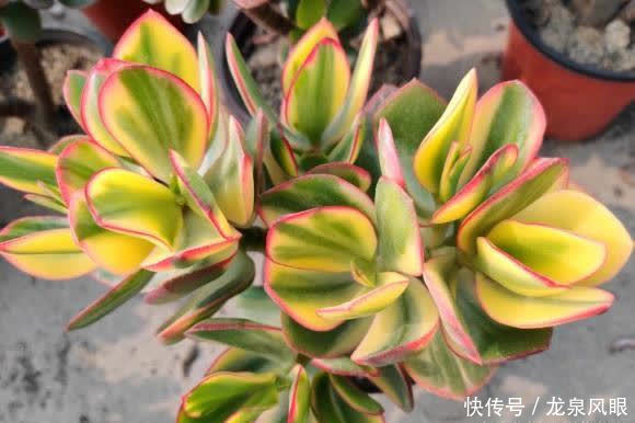 风扇|多肉想要养得好，通风，光照不能少，夏天养多肉，小风扇准备好