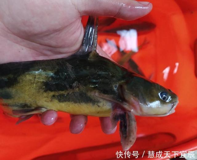 钓鱼|四川一河道黄辣丁“大暴走”,有人一上午钓了半口袋,为钓鱼请假