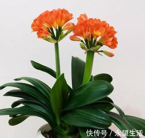 君子兰|君子兰5年不开花今年做好这“3点”,花芽蹭蹭冒,花朵鲜艳