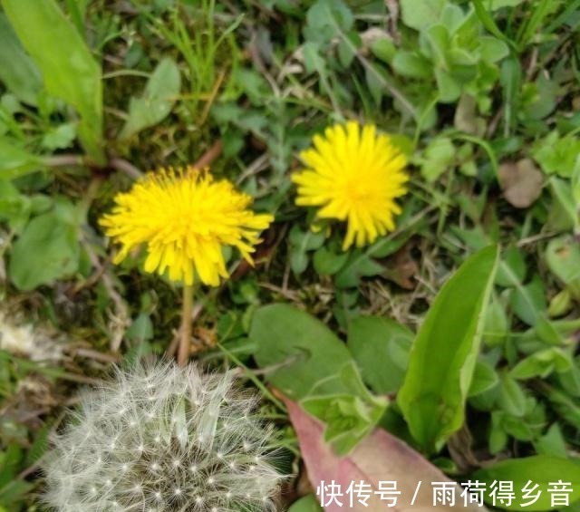 猪特|农村这种野菜能活血化瘀,猪特爱吃,城里人却错当蒲公英挖回家!