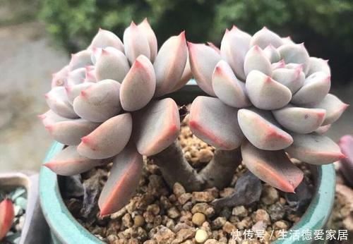 冬天养多肉,做好“2少1多”,照样长得美美哒!