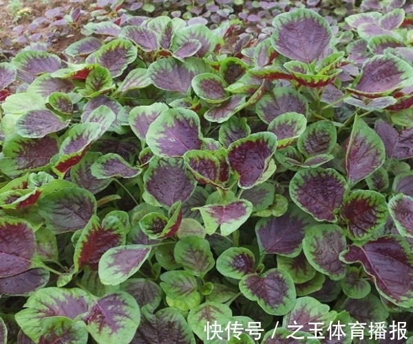 苋菜可以种到阳台上？掌握以下几点，整个阳台生机勃勃！