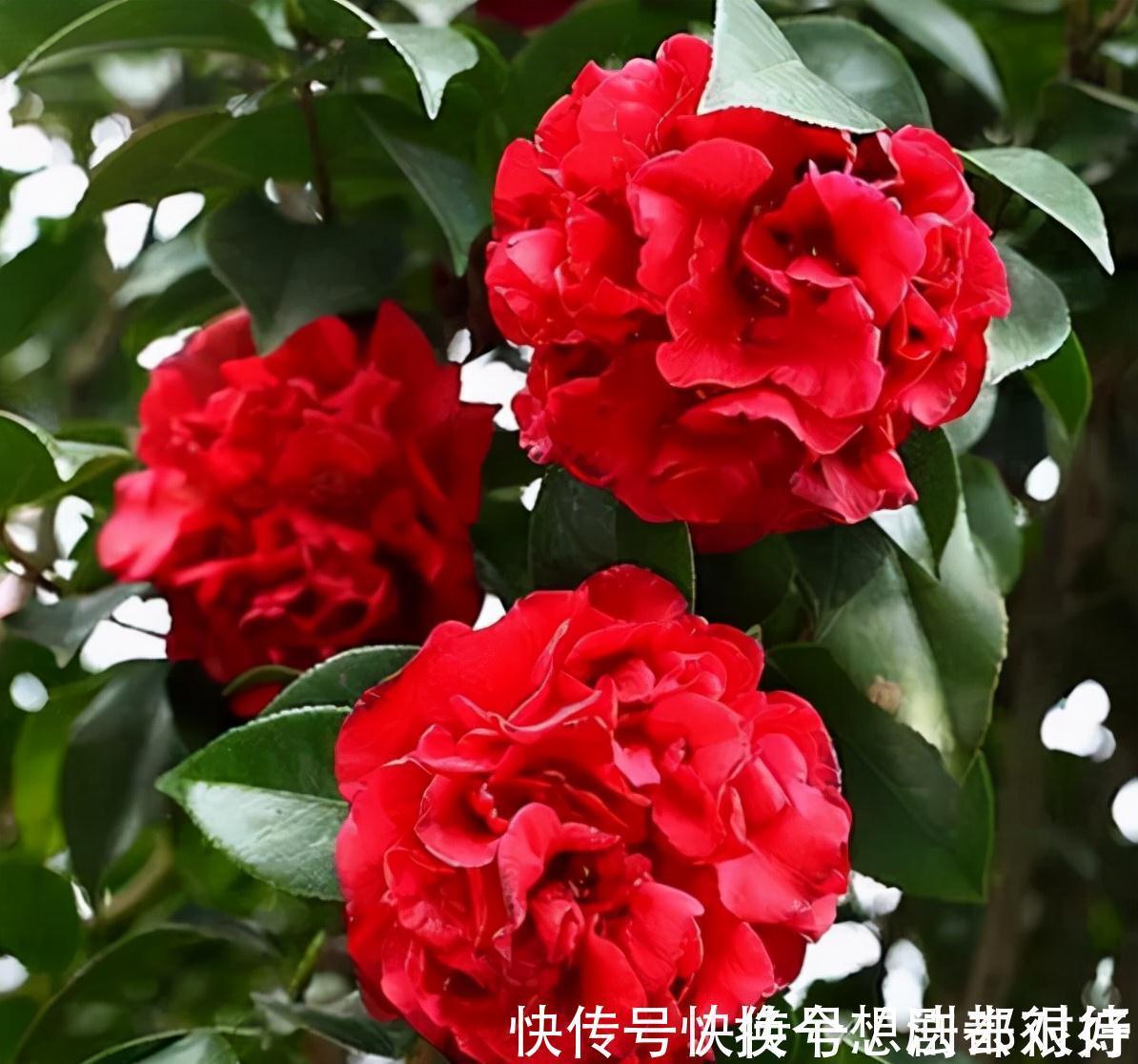 长势|忘了月季吧,此花更好看,皮实又耐寒,香味清新惹人爱