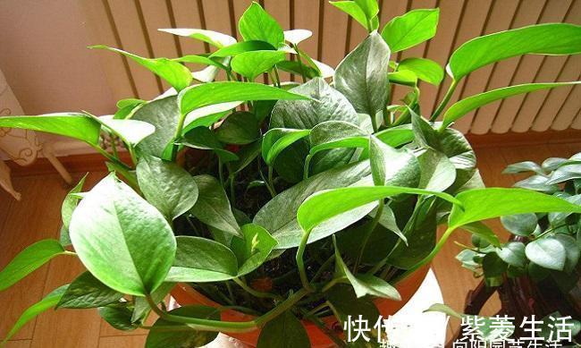 家庭养这4种绿植,记住1句“口诀”,不黄叶子,长得茂密油绿
