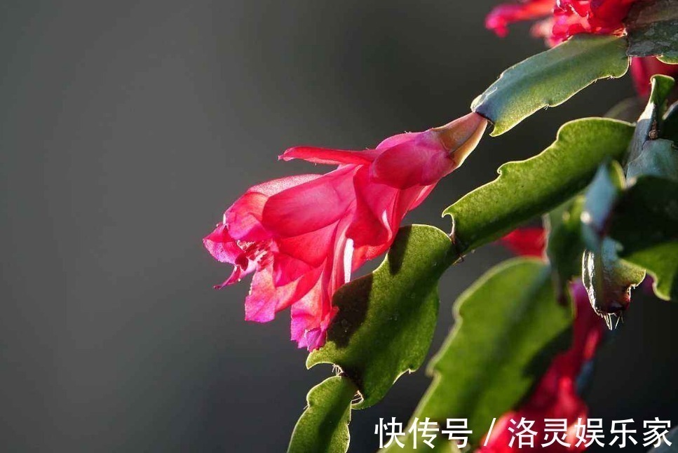 浇水|浇水越多死得越快的四种花,花友要控制住自己,不浇水长得才茂盛