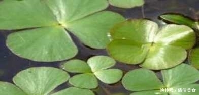 治疗|农村随处可见的野菜 却可治疗肾炎 肝炎 疟疾消渴