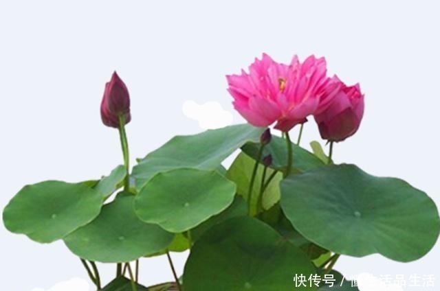 风信子|世界上最美的十种盆栽花卉,每种都精美无比,总有一盆适合你!