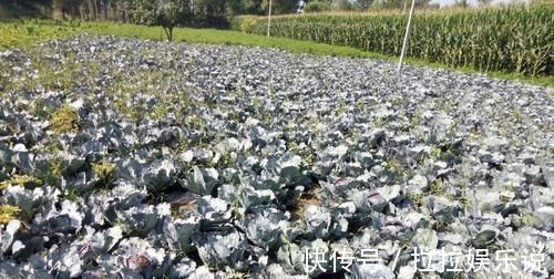 红心火龙果|孕妈吃水果益处多,但5种水果嘴巴再馋也要少碰,伤己又伤胎