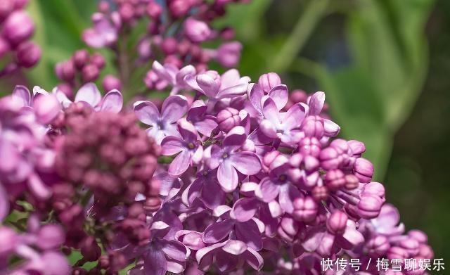 爱喝蒲公英茶的人:牢记几种搭配,坚持喝一个月,降肝火、人年轻