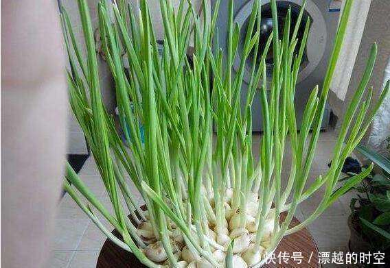 盆栽|5种蔬菜吃完可别扔，菜叶放水里可再生，几乎不用管，还可当盆栽