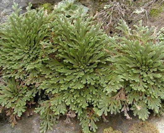 结膜炎|传说中的“九死还魂草”,农村路边到处都是,药用价值极高