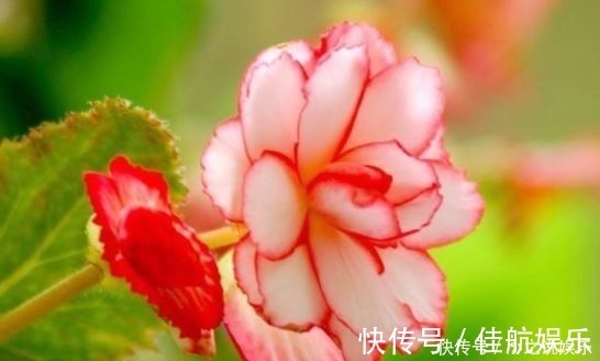 阳台上|4种花堪称花中仙子，一年到头都开花，花色绚丽超耀眼