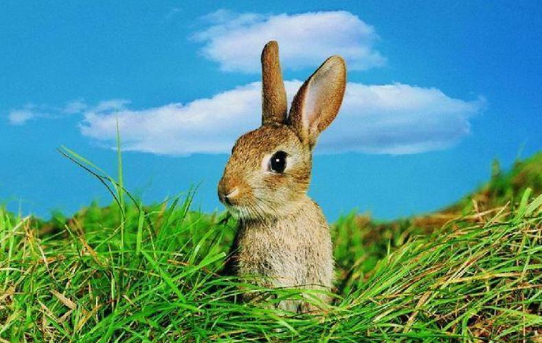 下联!才女上联“兔子不吃窝边草”,秀才对下联后娶了她,网友:我也行