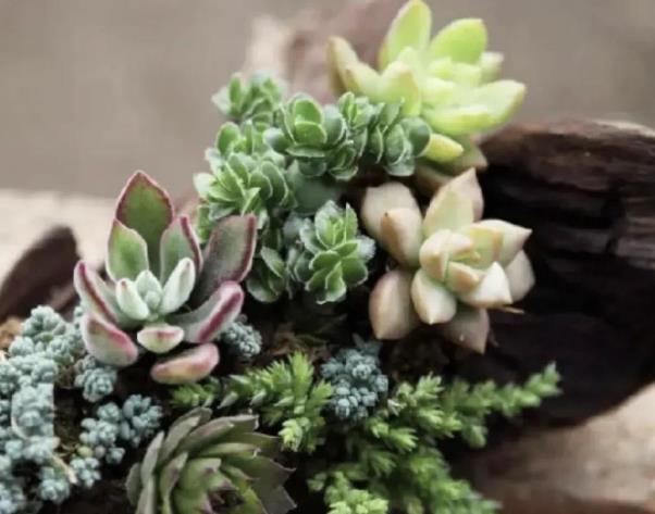 早春养多肉最忌做5件事,以防给肉肉带来冻伤烂根的现象