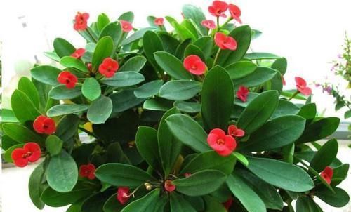 这10种花超级怕冷,再不搬进屋,小心只剩下盆了