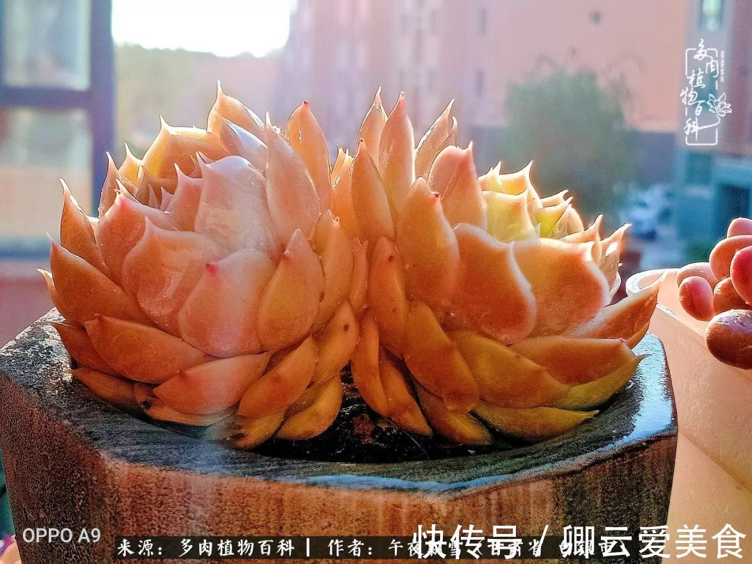 久在晴冬等雪来——北方阳台党的多肉成长历程!