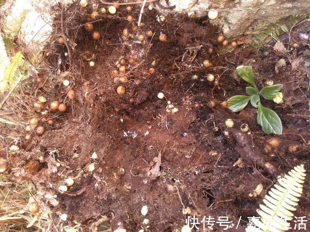 农村|曾是农村娃的零食,儿时一挖几十斤,如今却成稀罕货,一斤30元