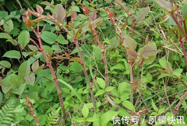 院子里长出这5种草，看到就铲除别犹豫，留下会“后患无穷”