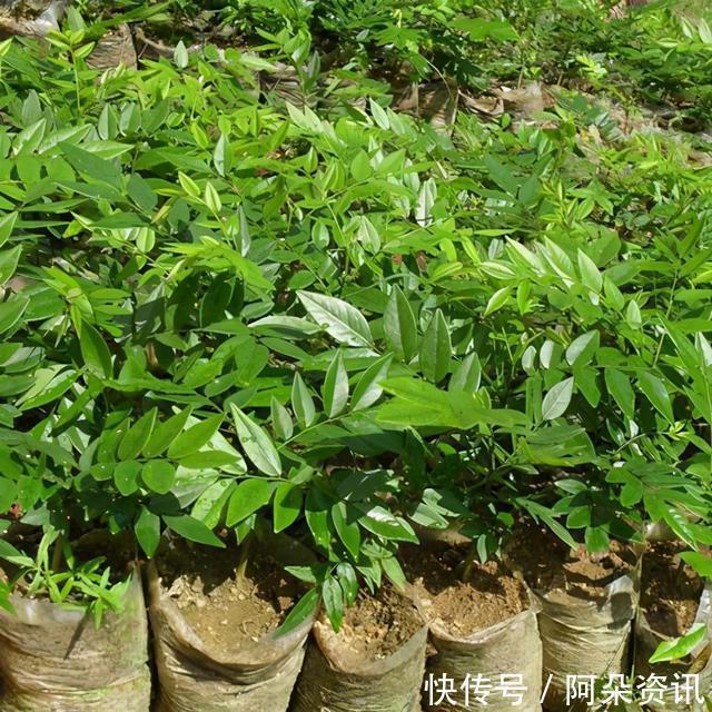 价值|院子里有空地,就种“四大名贵树”,越大价值越高