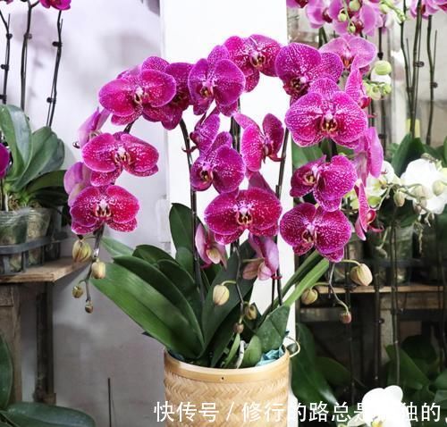 蝴蝶兰的养护方法,花大色艳,开出的花朵超漂亮