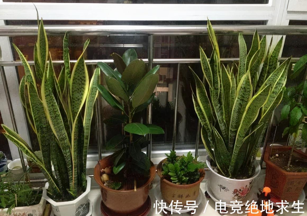 天冷后,9种花要“少水、断粮”,不然难过冬