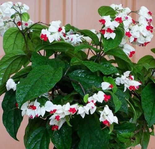 4种漂亮花，好打理，开起花来“拦”不住，美不胜收，你养了吗