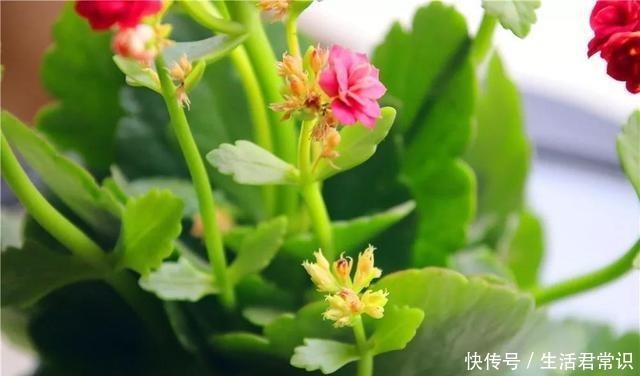 长寿花开花爆盆有秘诀,学会施肥就行了,砰砰开花全是花苞!