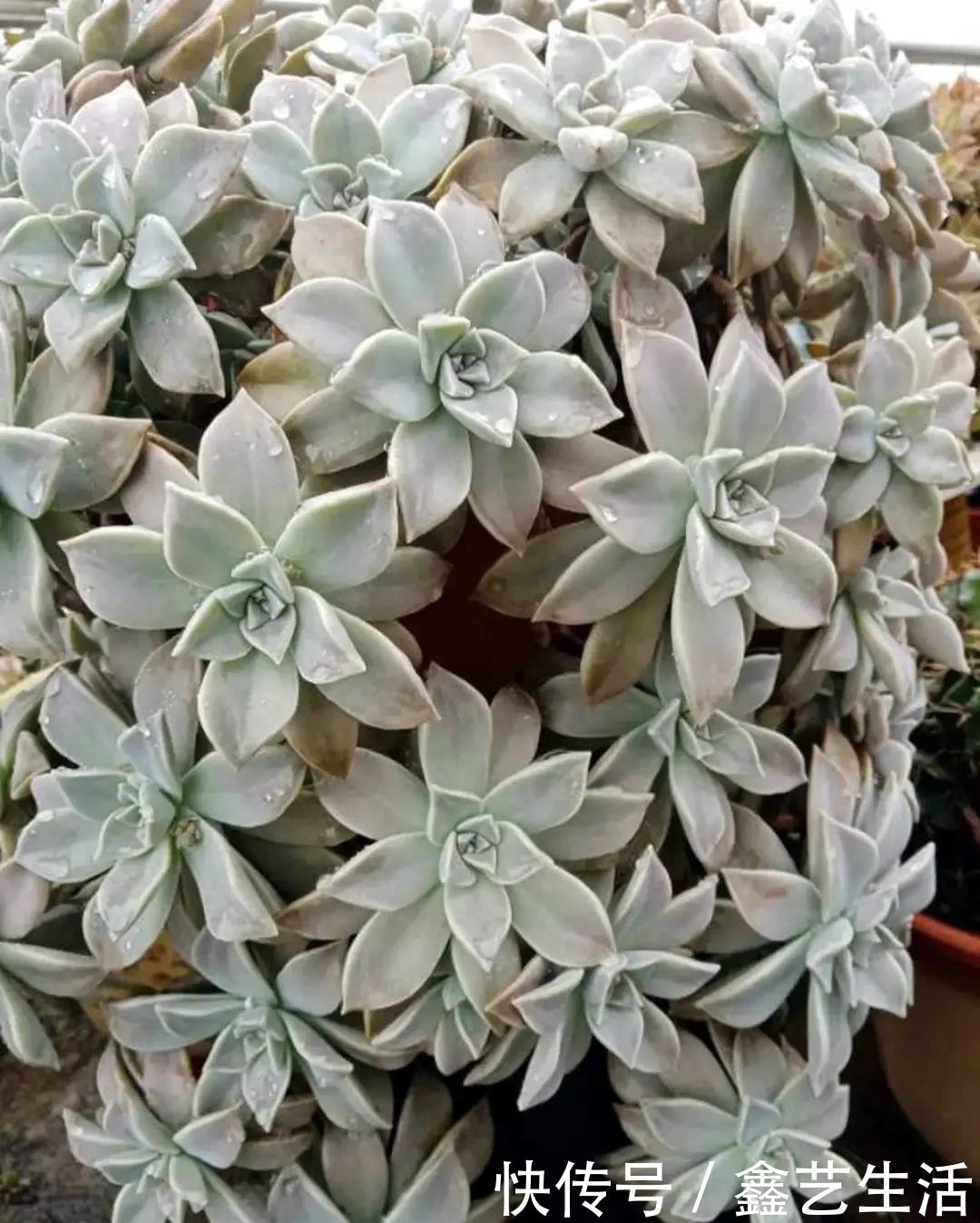 越虐越长疯,3周胖到爆炸的多肉控养大法,不轻易外传