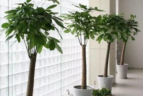 养人|室内养什么植物“风水”好?此6种盆栽,人养花,花亦养人