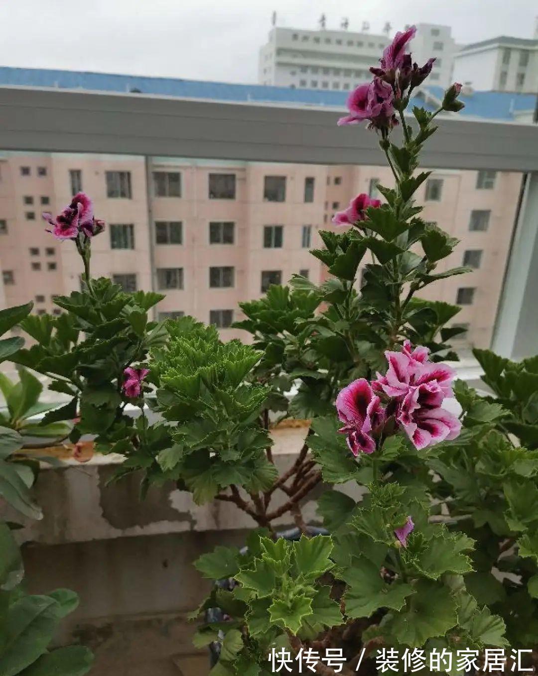 枝条|6种花别养老桩,越老越不开花,赶紧扦插备份