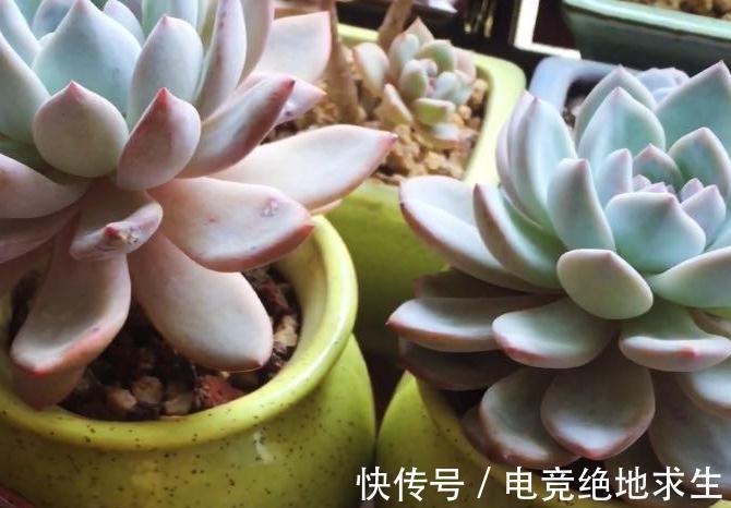花友们|多肉进行叶插繁殖,从叶片到小苗成型,少不了花友的耐心和爱心