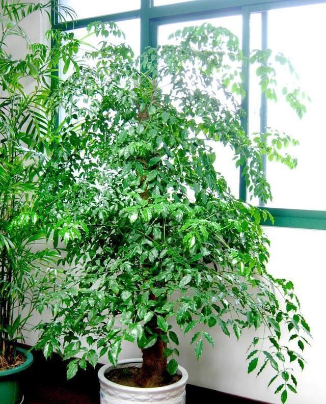 客厅可以栽树，花匠比养花都“值得”，听完立马养了3盆