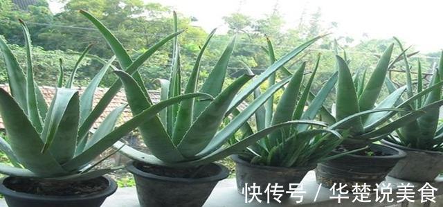 芦荟长不大一个月“加餐”一次，长成小胖子，呼呼冒满小崽子