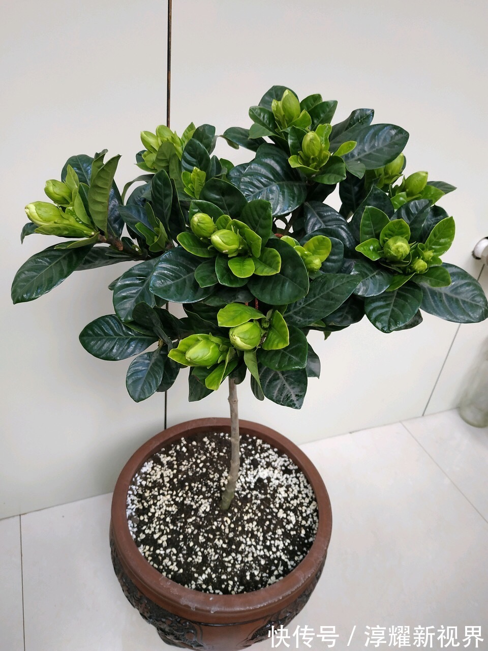 刚买的栀子花，养护“别大意”，一盆水浇下去，花苞全落地！