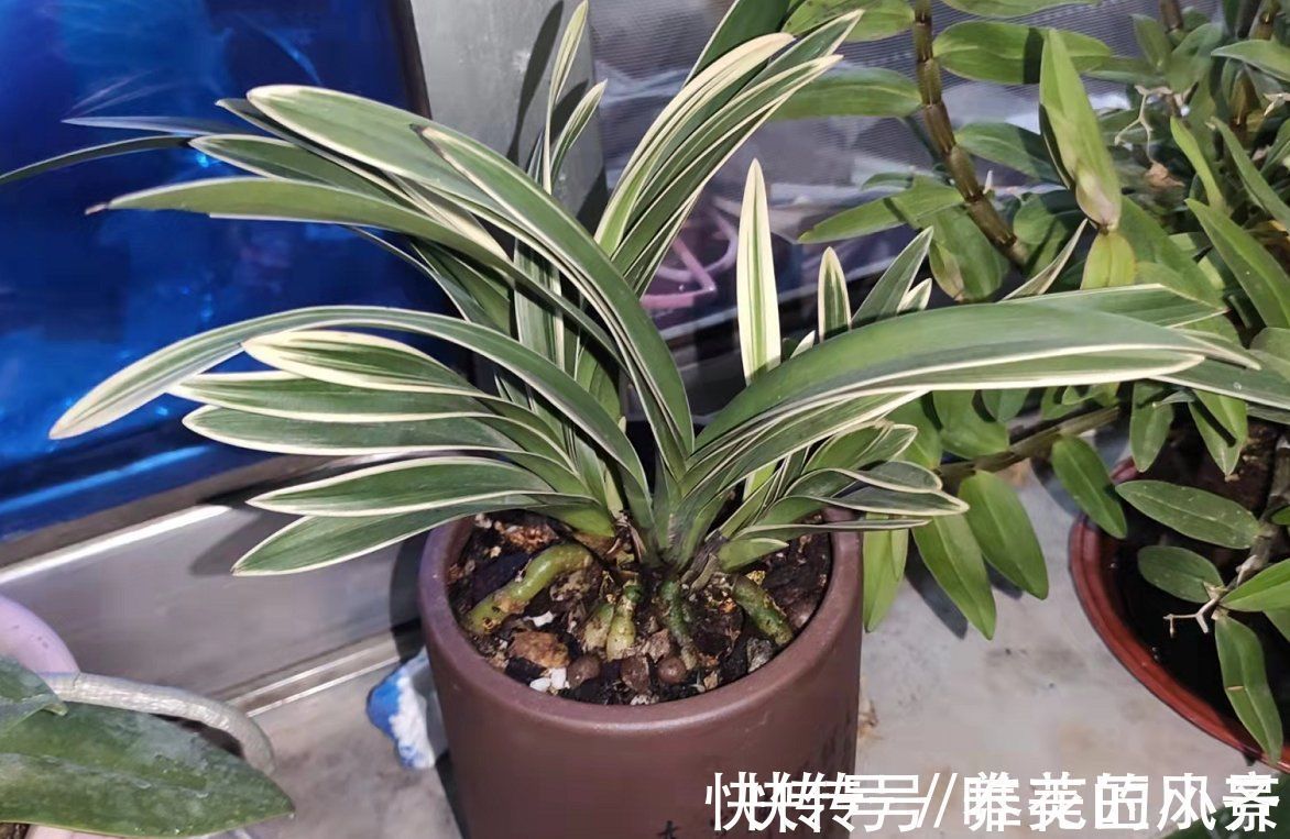 兰花栽种要“露根”?高手都这么整,因为能预防烂根