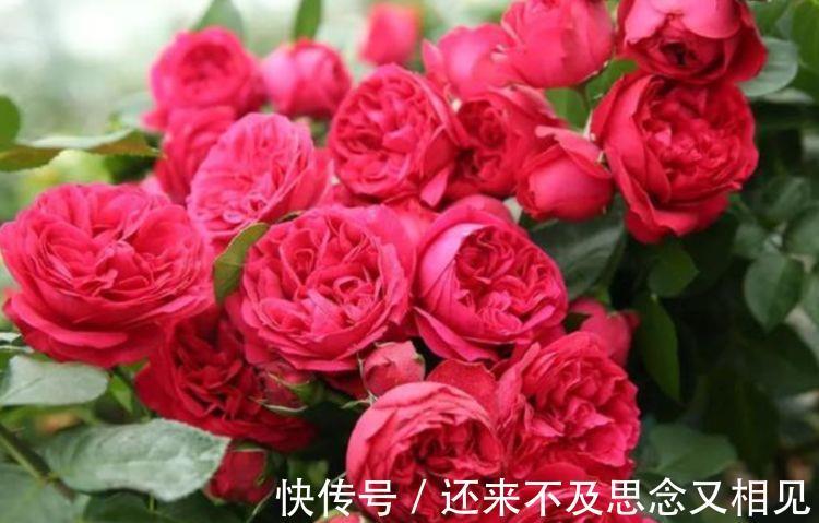 木槿|4种花养在家里超美的,开起花来拦不住,不易生病好养护