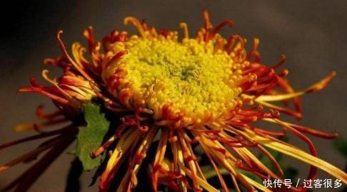 喜欢牡丹,不如养盆森之炎,花开如火舞凤凰,艳丽多姿,妩媚妖娆