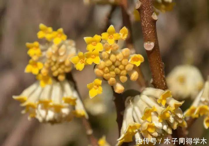 打结花!真漂亮啊!