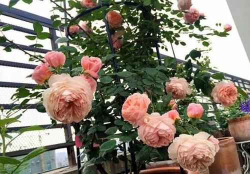  学会|盆栽植物长得慢，别着急！学会这2招，窜个、开花嗖嗖地