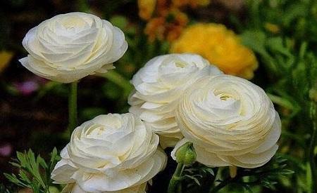 一种漂亮花,不是牡丹甚是牡丹,花色艳丽,仙气飘飘!