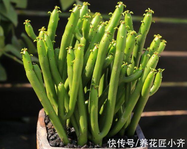 9种“有毒”花,家中很常见,光看别动它,不然很“麻烦”