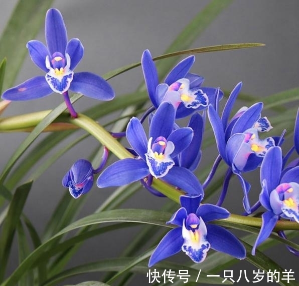 此兰只应“天上”有,人间哪得几回闻,兰色清雅,让人一见钟情
