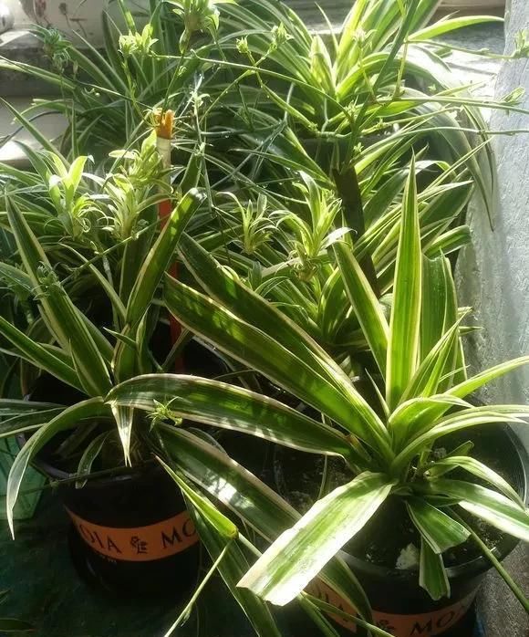 花儿喝点“美容水”，黄叶变绿叶，新芽呼呼长，花都开疯了