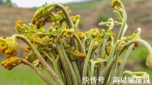 野菜|3月的野菜最鲜嫩，爱吃野菜人牢记这3点，让你放心“尝鲜”